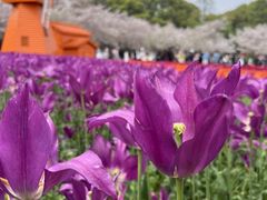 -苏州上方山国家森林公园