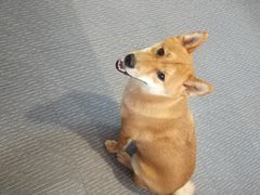 -柴源莊·柴小宠柴犬咖啡