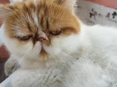 -喵屿·大理花园猫咖