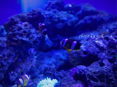 -芜湖新华联大白鲸海洋公园