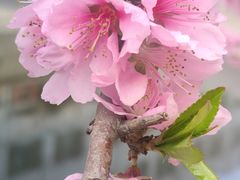 -海棠花溪(元大都城垣遗址公园)