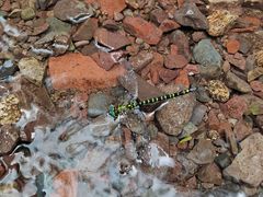 -云岫谷游猎自然风景区