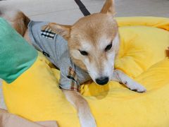 -逗柴咖啡屋·狗咖猫咖宠物桌游