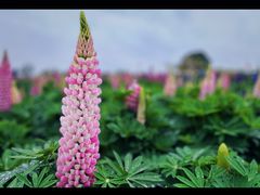 -径山花海