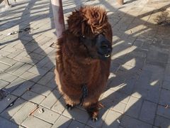 -北京鹿世界主题园