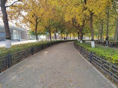 -大兴滨河森林公园