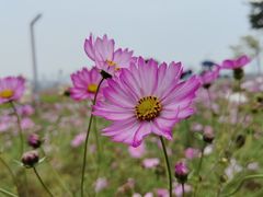 -洋湖国家湿地公园