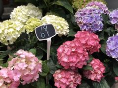 -豆豆花艺(新光天地店)