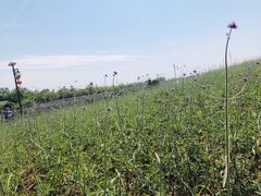 -大塘金香草谷