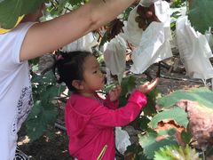 -马陆小张葡萄园农家乐