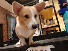 -more than meow吴止猫主题餐厅(承德 中船汇店)