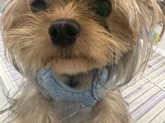 -翊宠yipet猫狗购宠庄园犬舍•猫舍