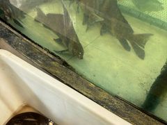 -楚鱼王·河鲜·湖北菜(华农店)