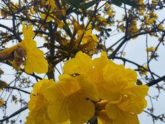 -天适樱花悠乐园