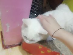 -万小咖.猫咖(中山路天虹店)