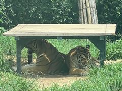 -大连森林动物园