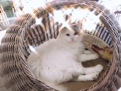 -吉丁鸟咖·异宠·寄养