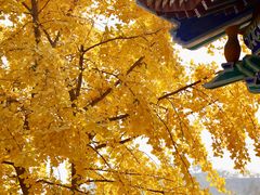 -遵化市禅林寺古银杏风景园