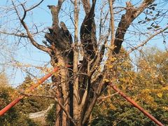 -上海佘山国家森林公园天马山园