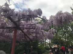 -嘉定紫藤园