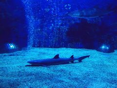 -成都浩海立方海洋公园