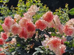 -人民公园(罗湖区)