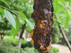 -南京市芳草园小学(凤凰校区)