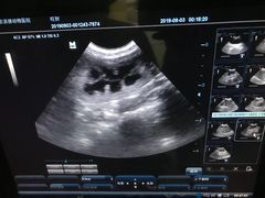 -喜多萌中农锦绣动物医院24H·猫科·牙科MRI·CT