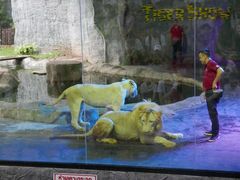 -清迈夜间动物园