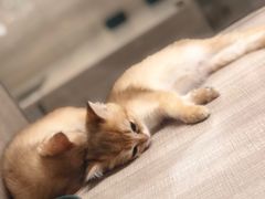-飞行喵MR PILOT|猫舍·猫咖(静安大融城店)