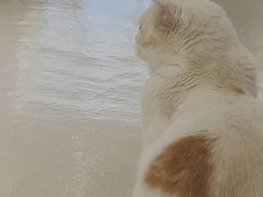 -藏猫猫咖啡主题馆(中央大道店)