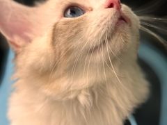 -唐小姐の私宠·宠物洗护美容·撸猫馆·购宠(周浦万达旗舰店)