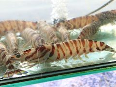 -凯华海鲜火锅·传承三十六年