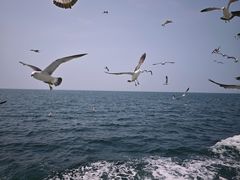 -海驴岛(荣成市)