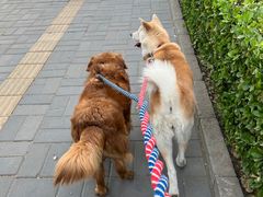 -北京观赏动物医院·24小时大型综合·猫专科·异宠专科