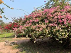 -中国科学院西双版纳热带植物园
