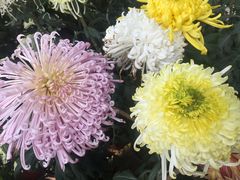 -上海市龙华烈士陵园