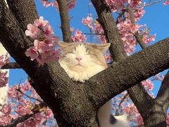 -翊宠yipet猫狗购宠庄园犬舍•猫舍