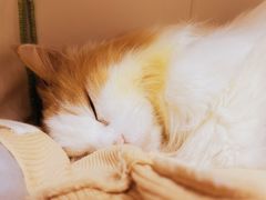 -美联众合动物医院·24h转诊中心