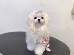 -宠爱多约克夏马尔济斯泰迪小型犬专卖
