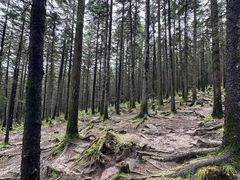 -芦芽山旅游度假区