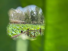 -合肥滨湖国家森林公园