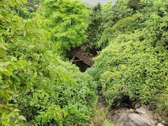 -铁山坪森林公园