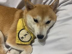 -逗柴咖啡屋·狗咖猫咖宠物桌游