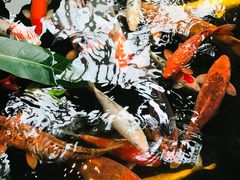 -白天鹅宾馆·流浮阁咖啡厅