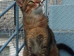 -喵屿·大理花园猫咖