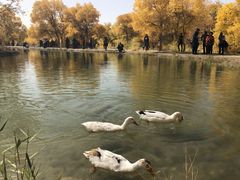 -金塔沙漠胡杨林景区
