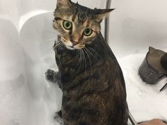 -爱洗澡的猫(望京店)