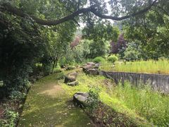 -铁山坪森林公园