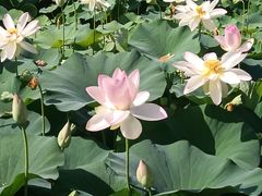 -莲花池公园